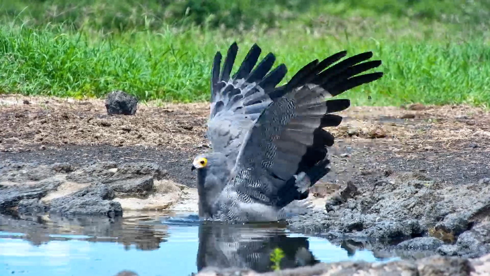 African Harrier-Hawk Takes a Bath