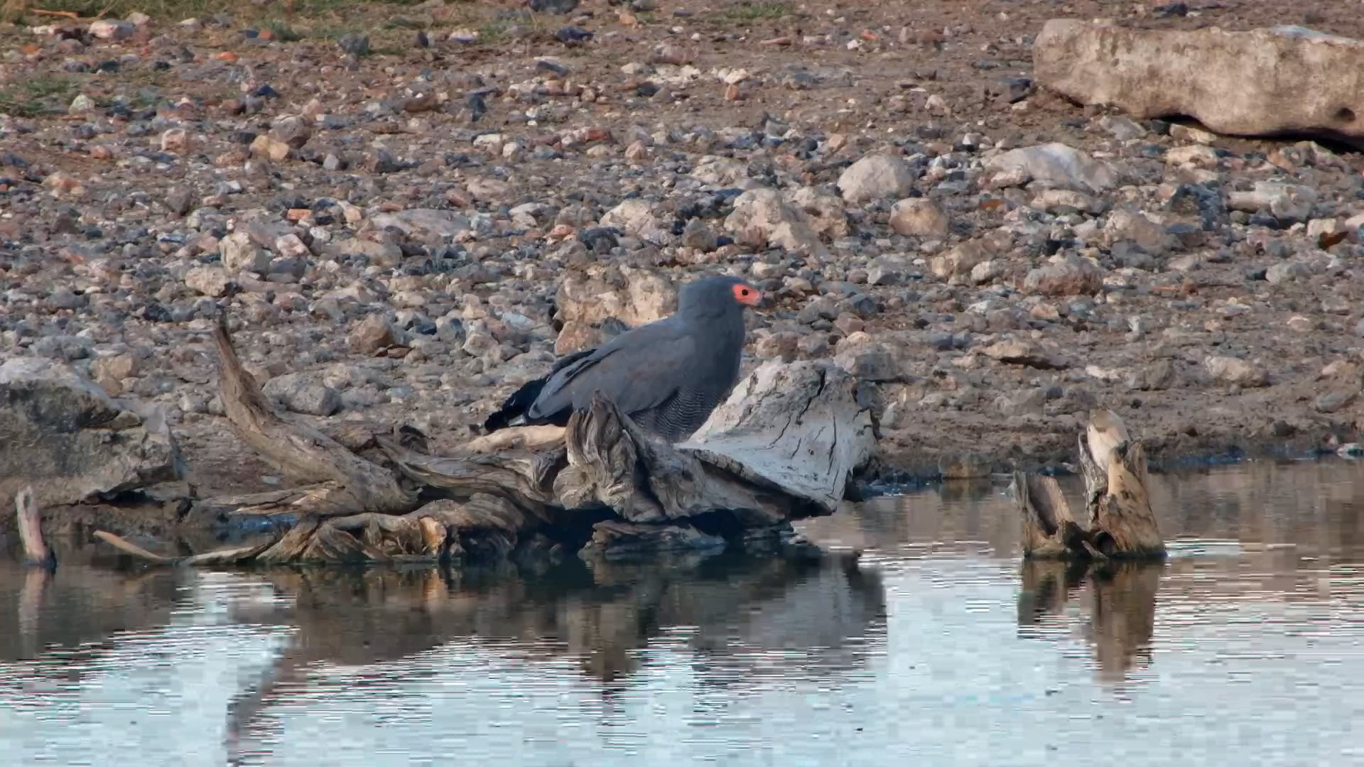 African Harrier-Hawk By The Water