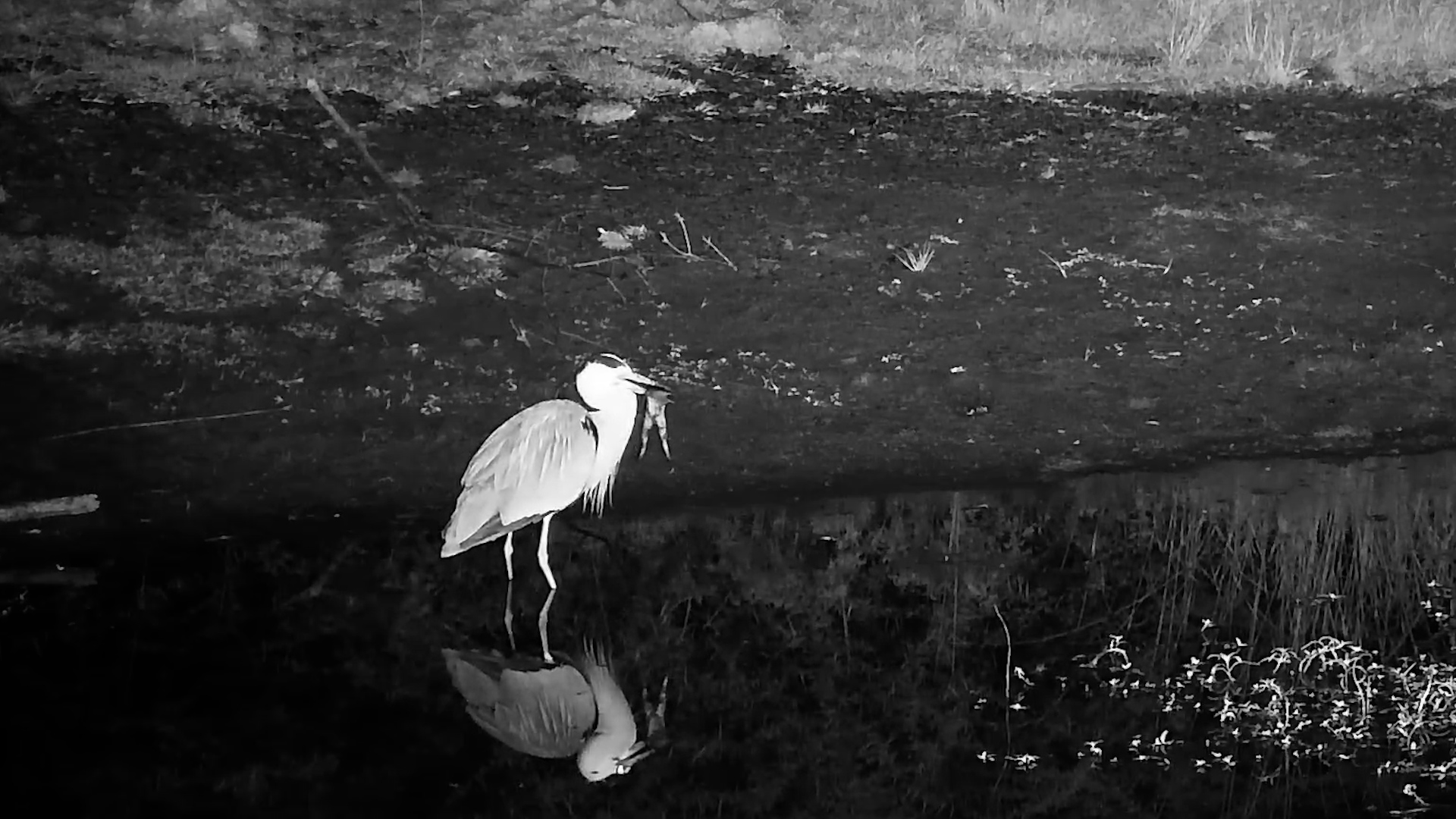 Dinner Was Served for This Heron