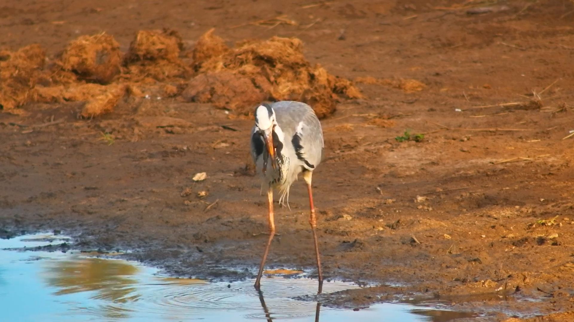 The Grey Heron Kept Dunking Its Prey