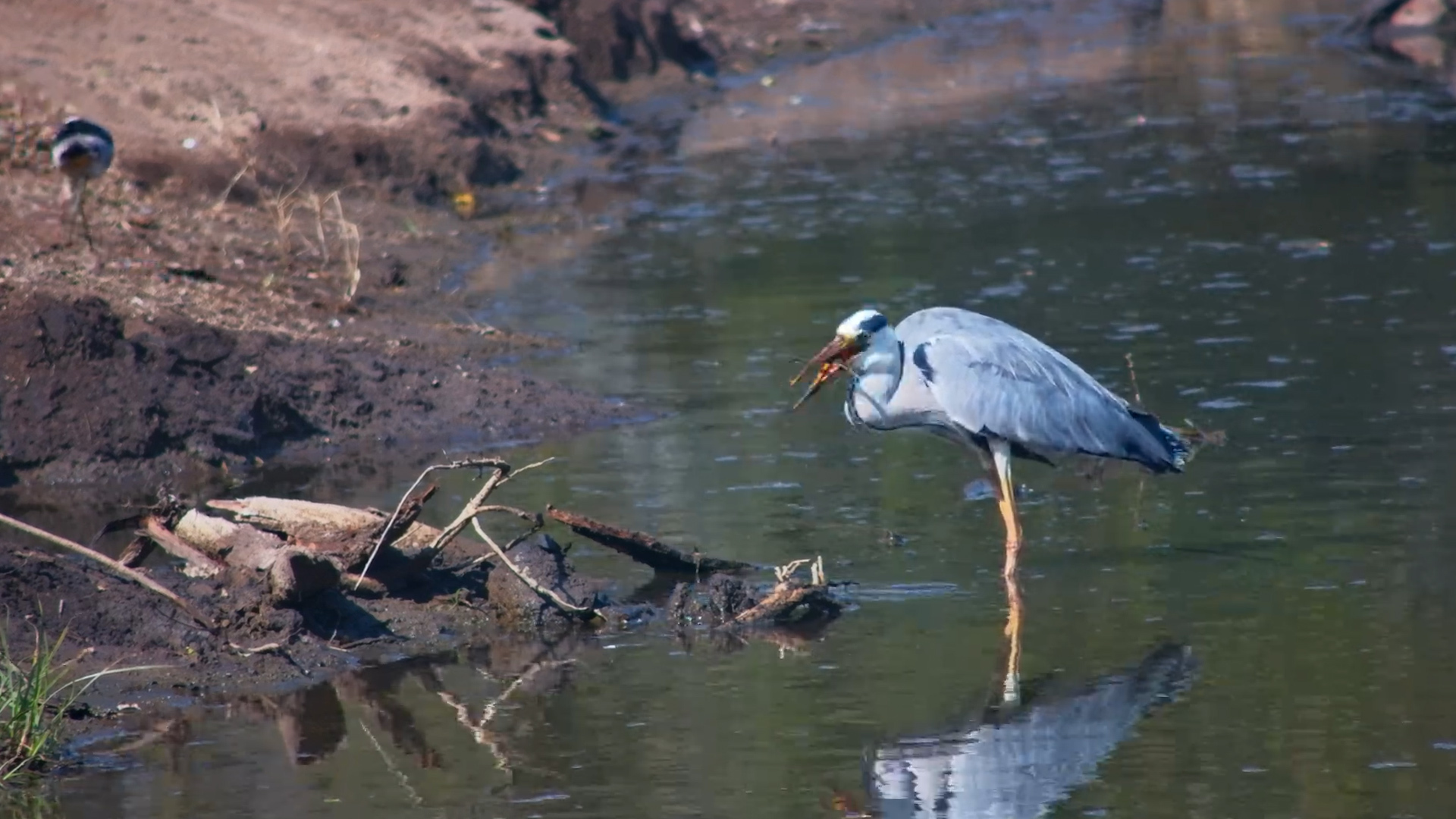 This Grey Heron Couldn't Stop Catching Frogs