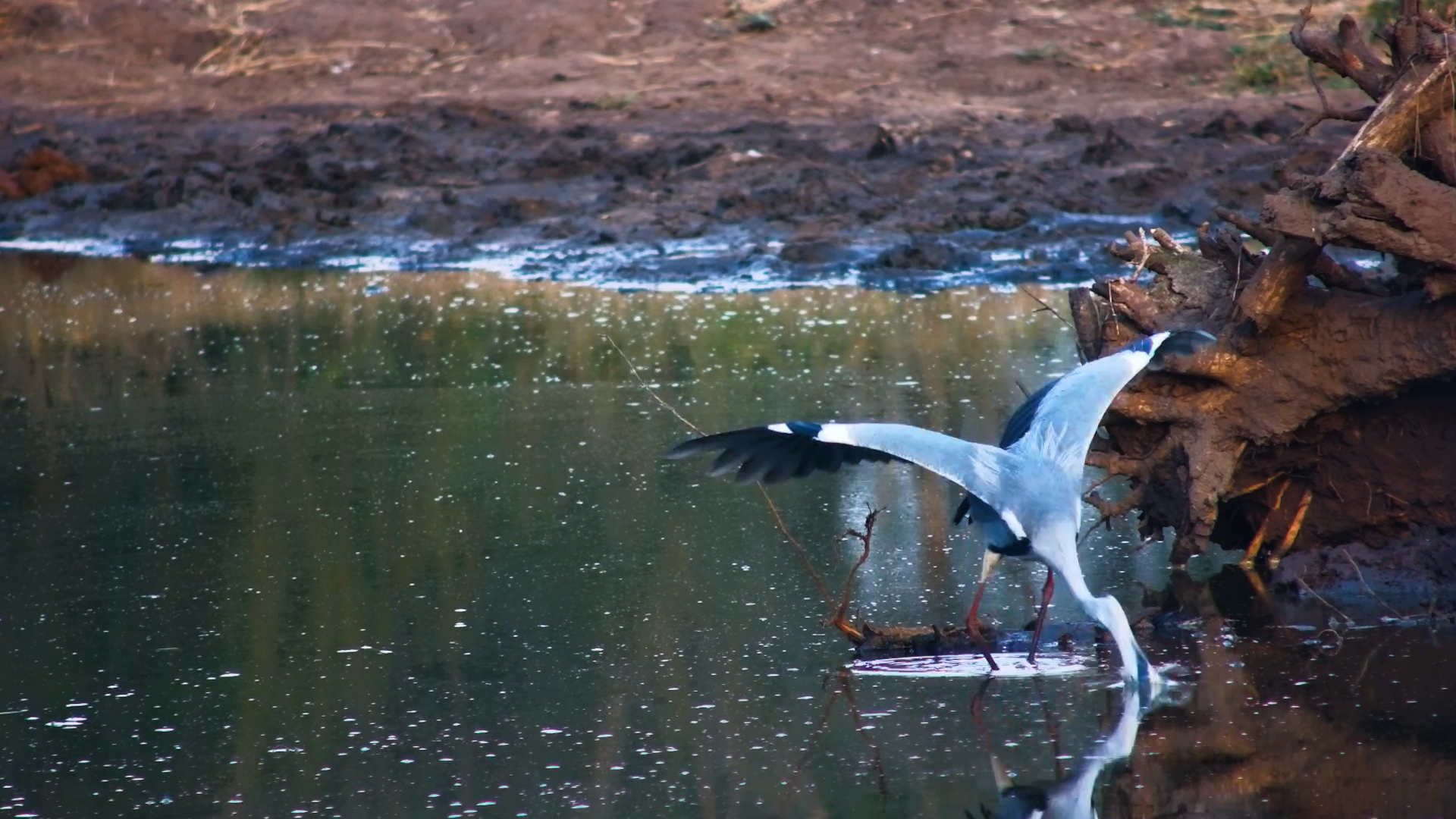 A Frog Didn’t Stand a Chance Against This Heron