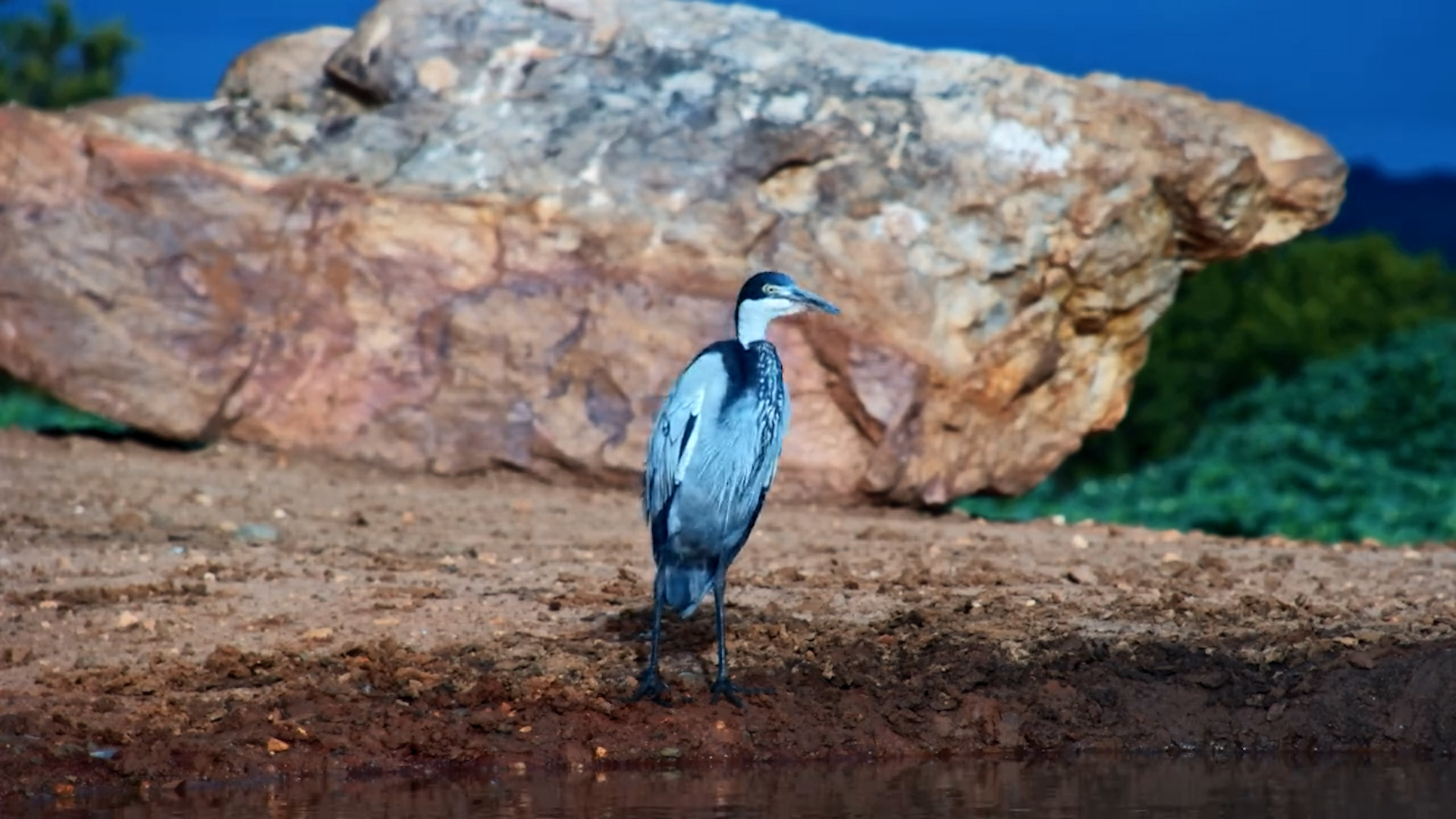 Heron Lands at Founders Waterhole