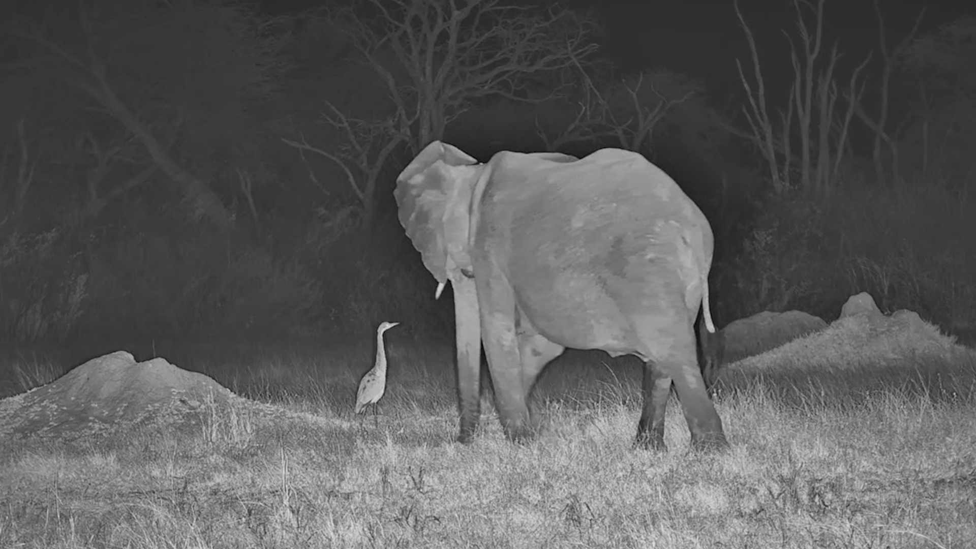 Elephant Chases a Heron, But It Comes Back