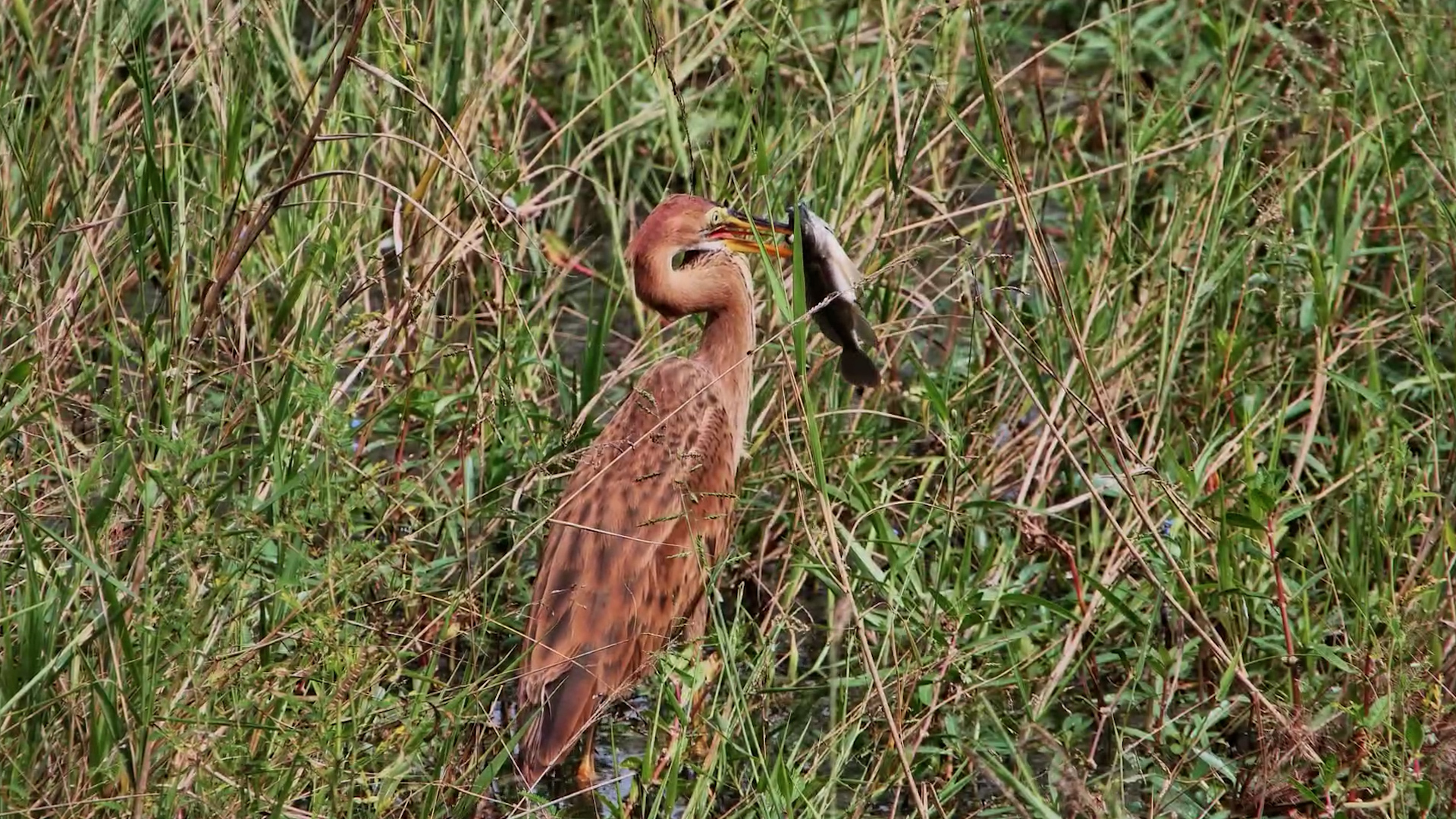 Has This Heron Bitten Off More Than He Can Chew?