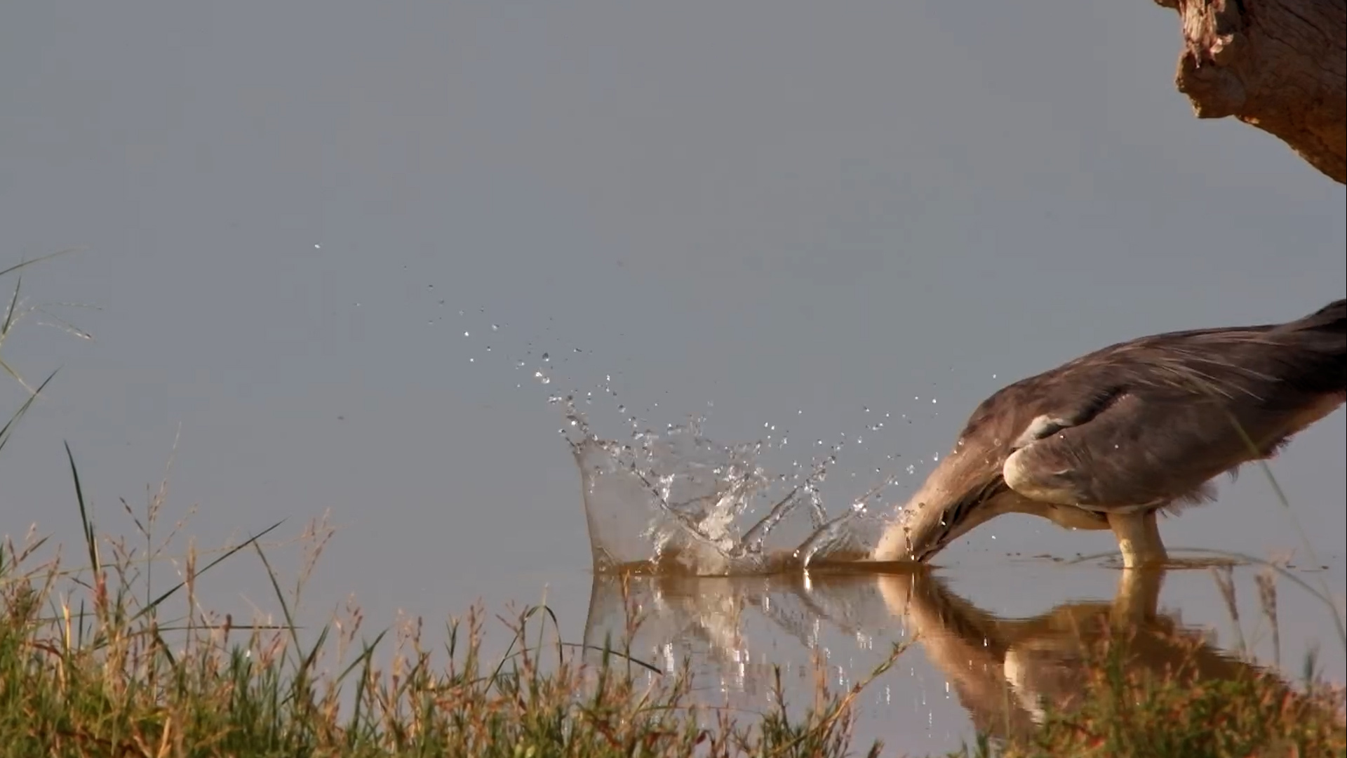 Grey Heron Stalks the Water