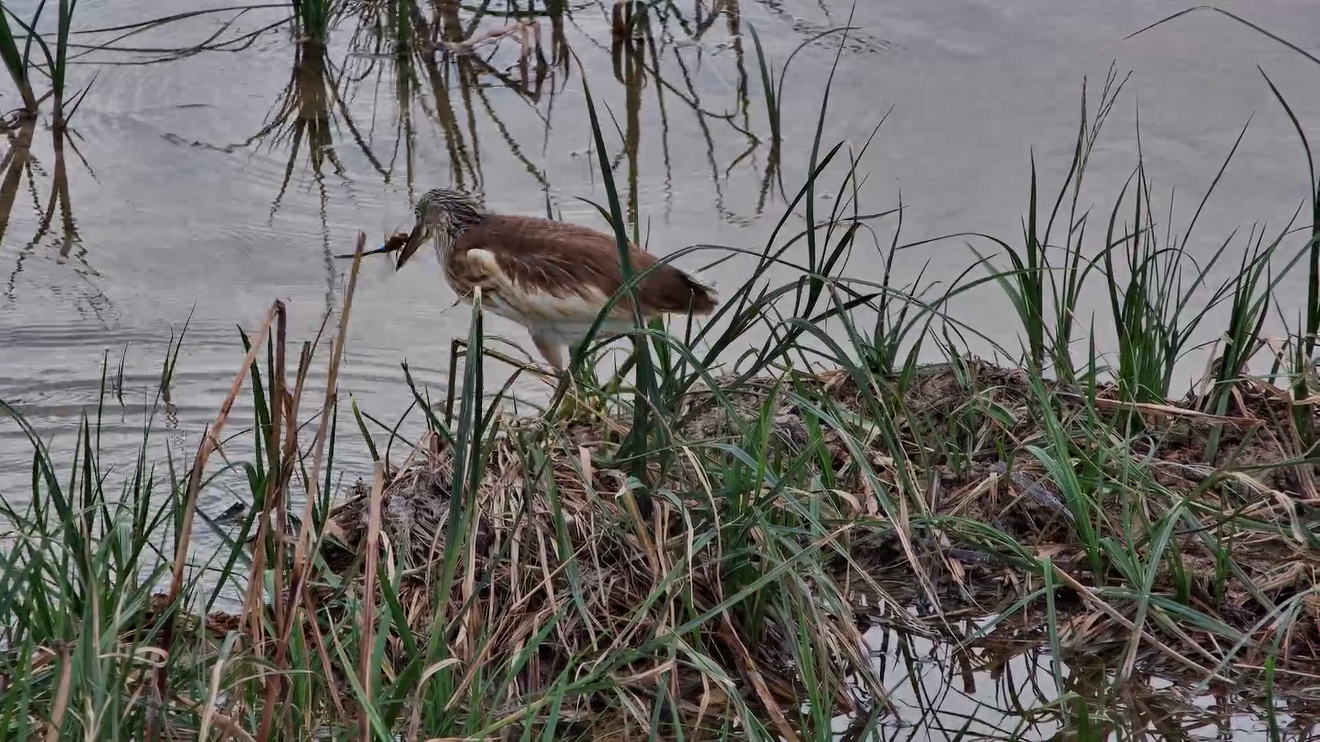 Squacco Heron Hunts Dragonflies