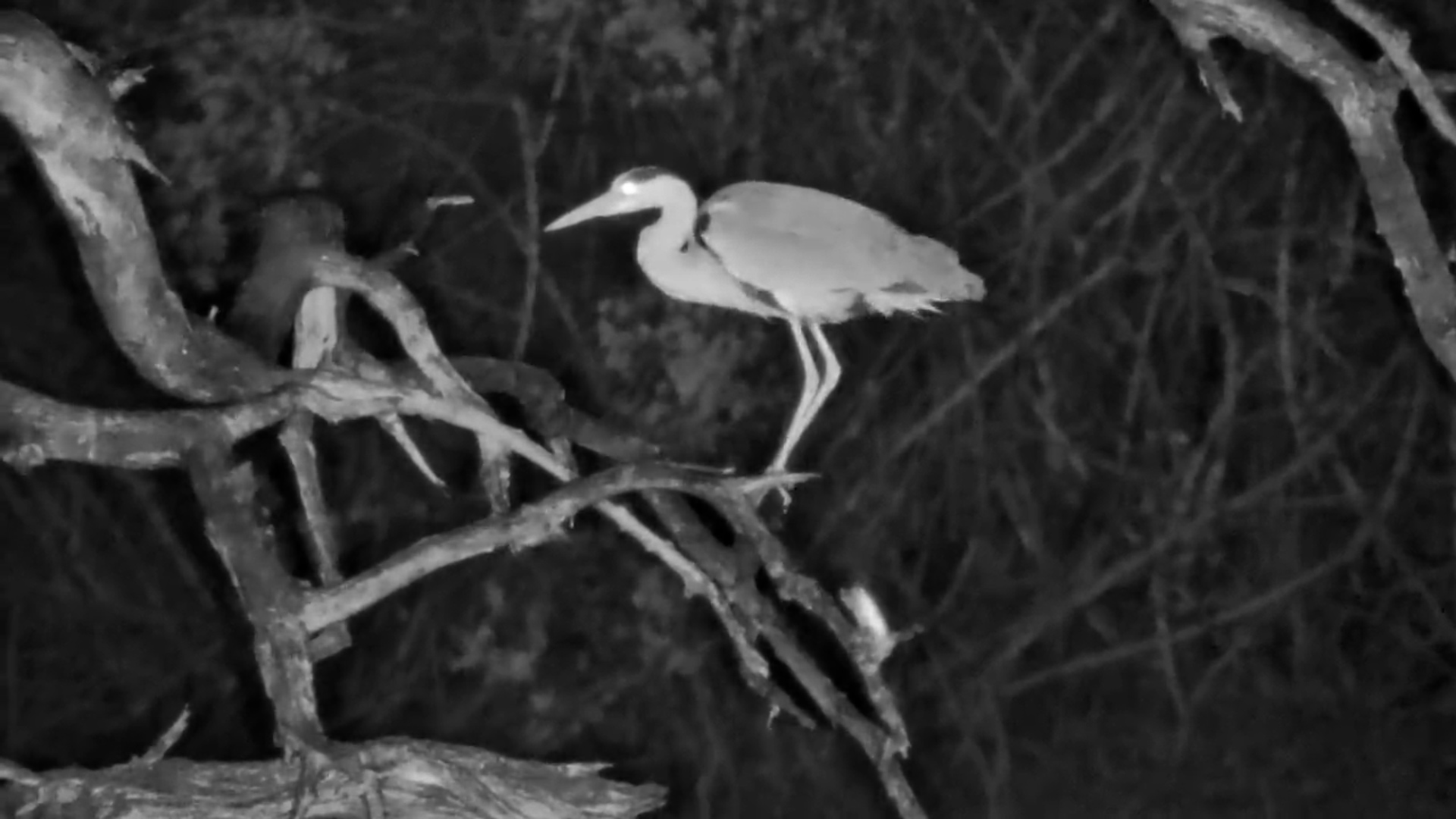 Grey-headed Heron Keeps Watch at Jabulani Waterhole