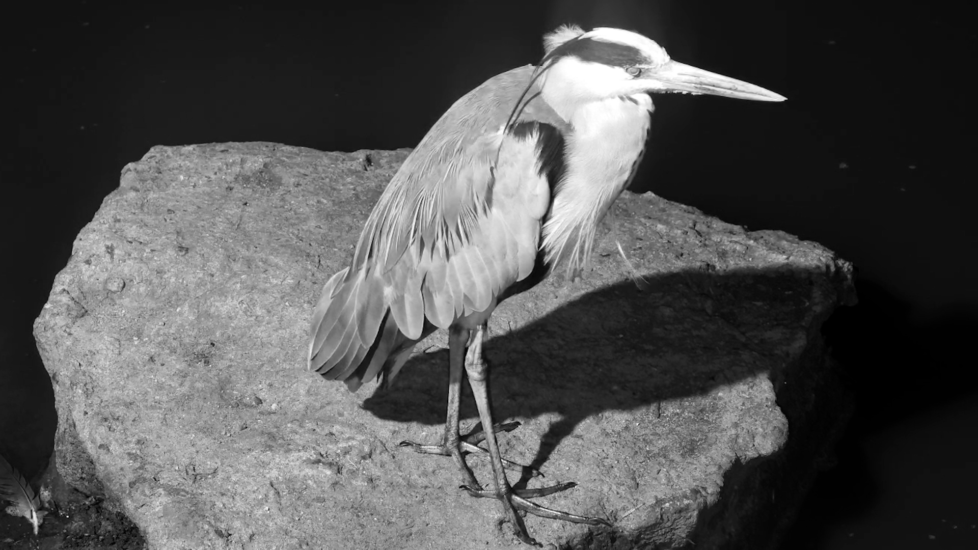 Stealth in Action as a Grey Heron Hunts