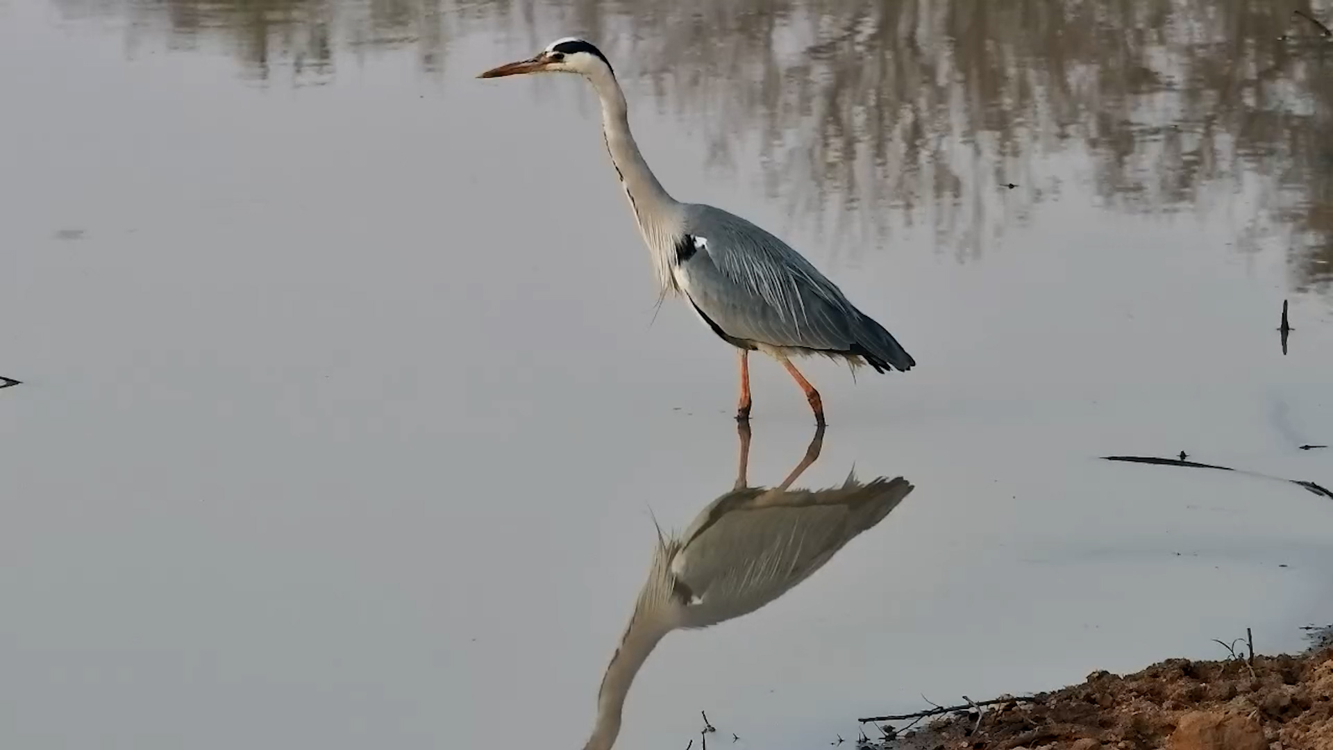 Grey Heron Hunting for Breakfast