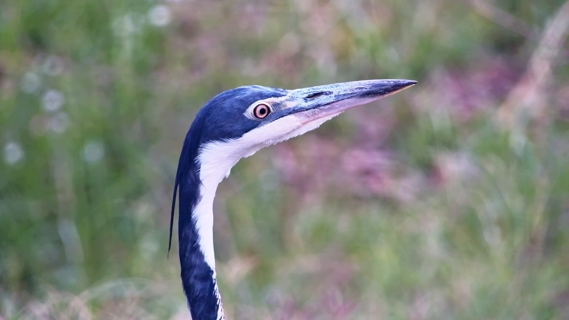 Black-Headed Heron Hunts at the Waterhole