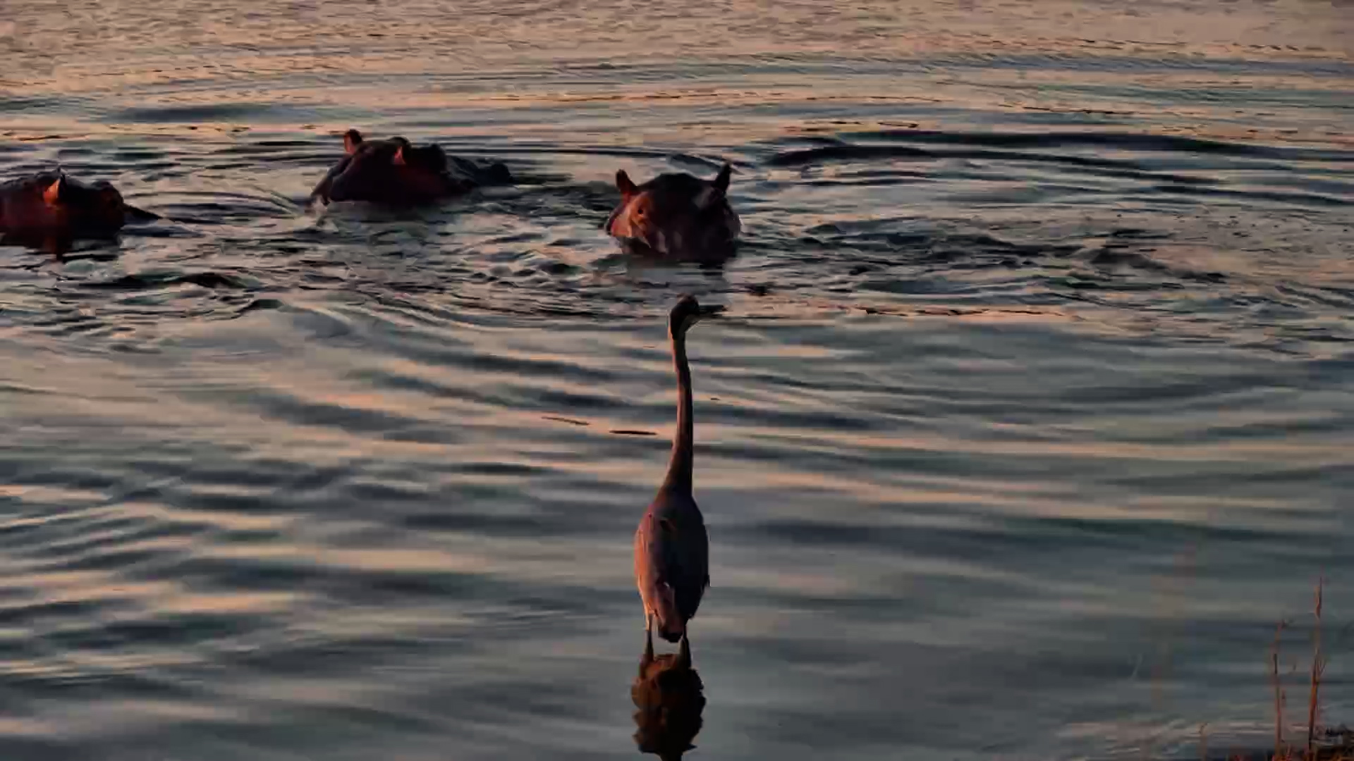 A Heron Gets a Close Look at the Hippo Pod