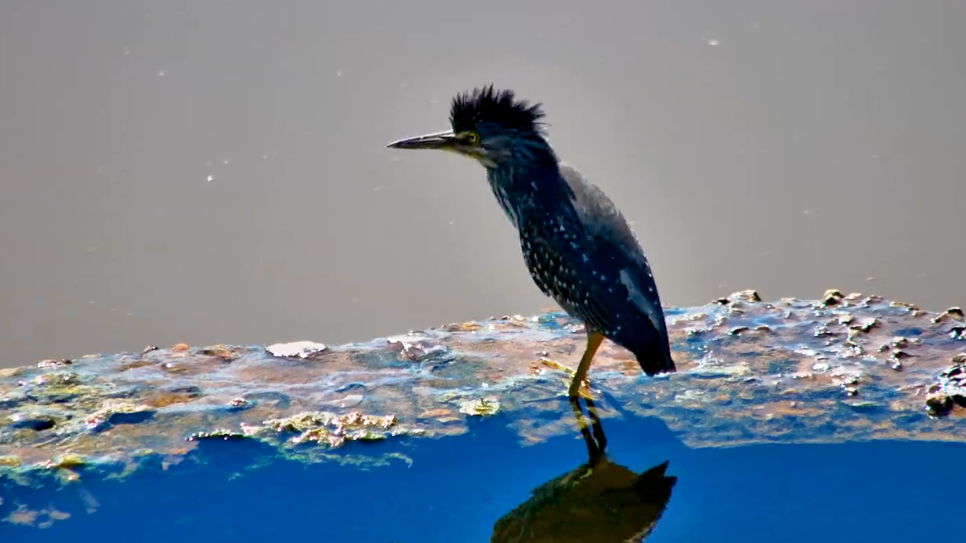 Striated Heron Was on a Mission