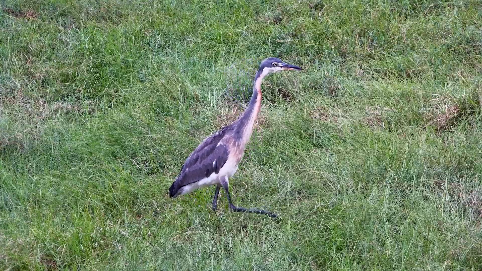 Grassland Assassin