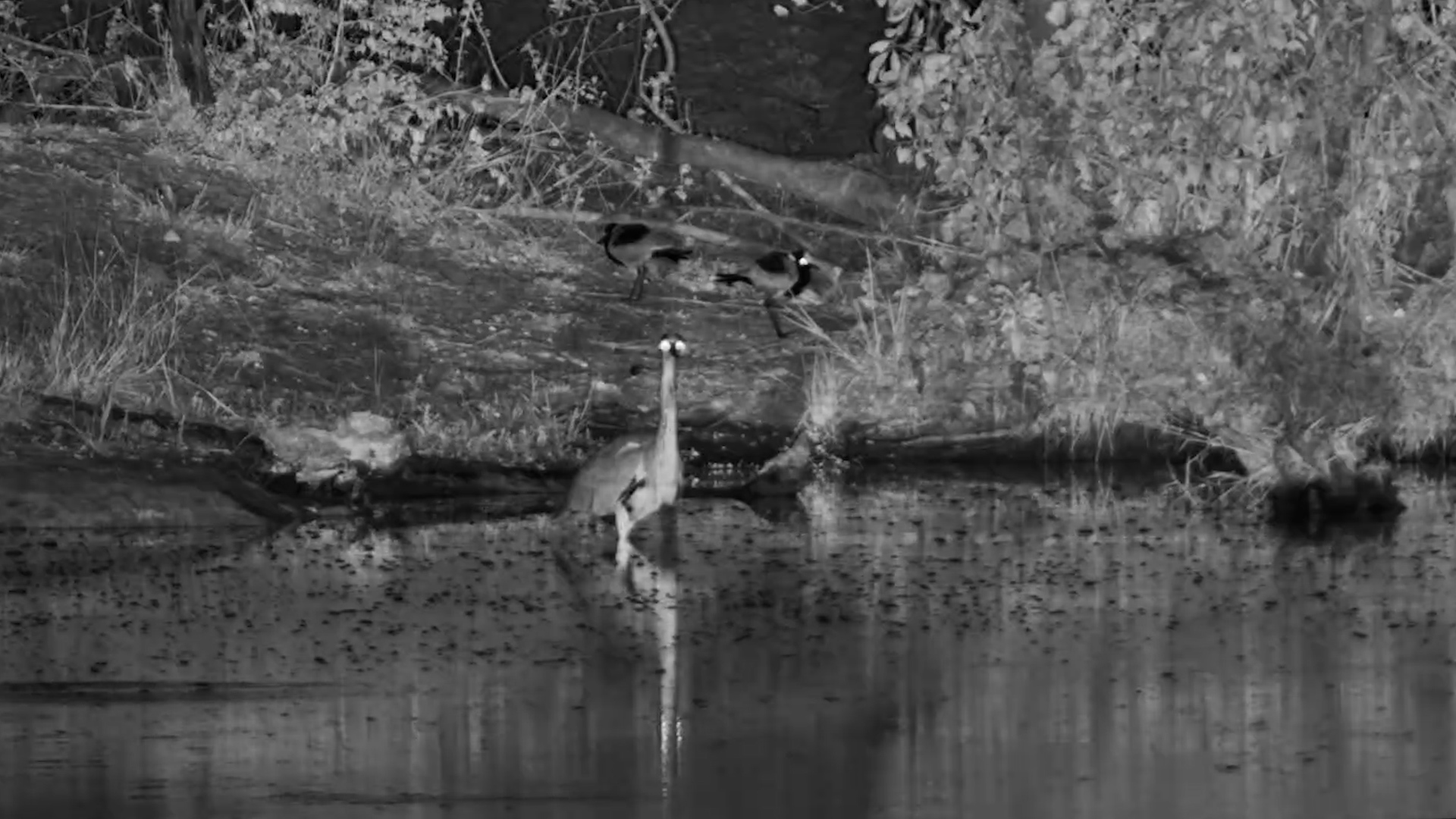 Heron Hunting in the Water