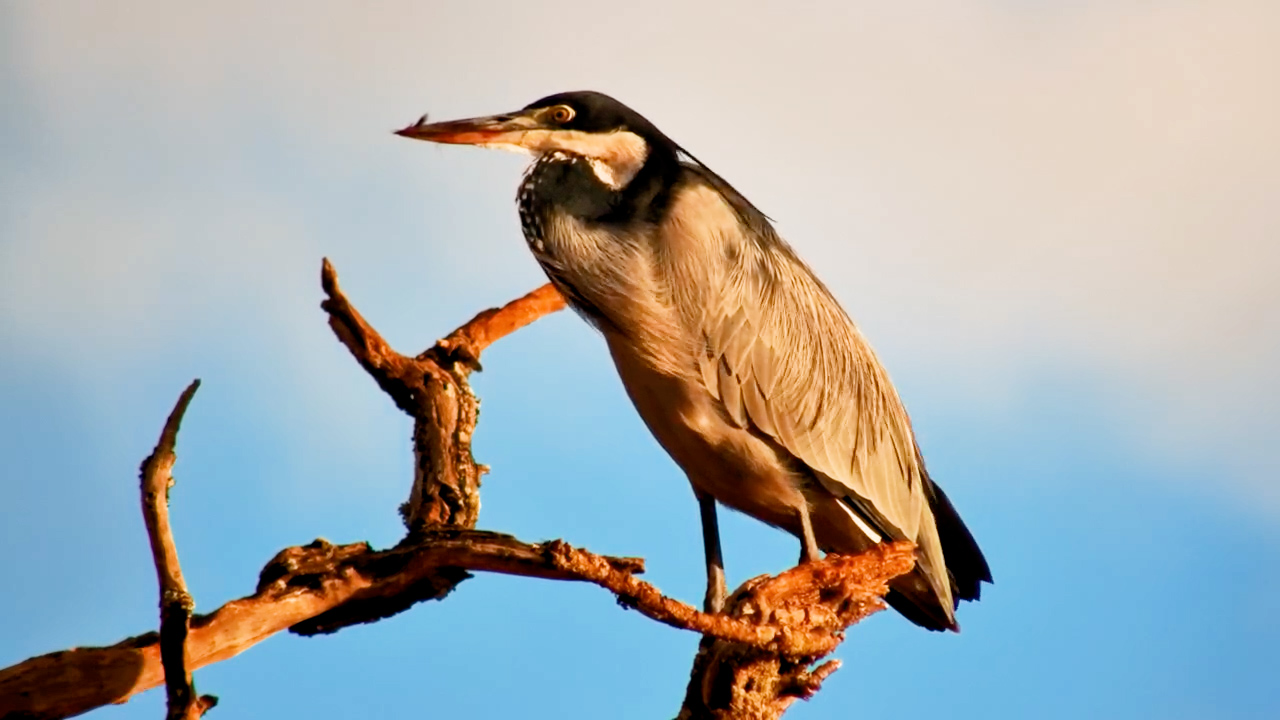 Black-Headed Heron Keeps Watch