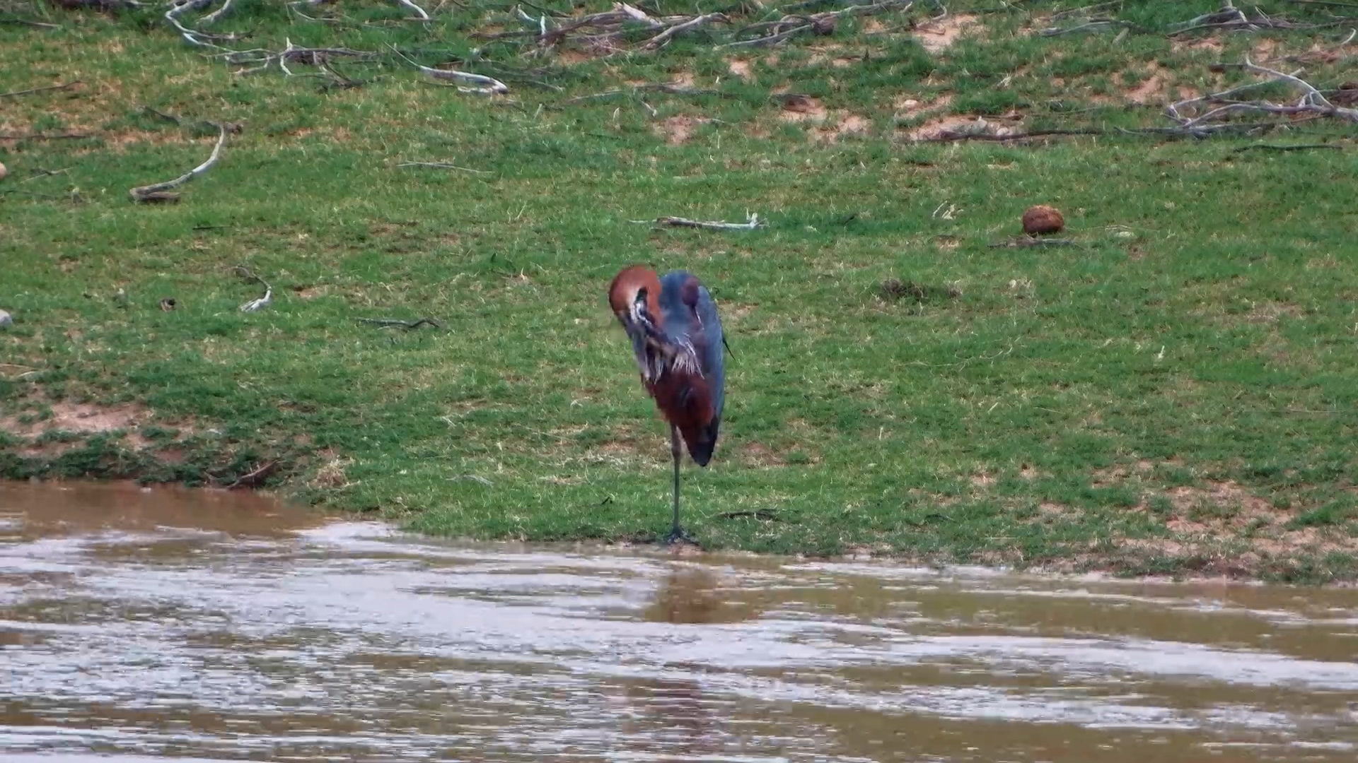 Goliath Heron Perfects His Preening Routine