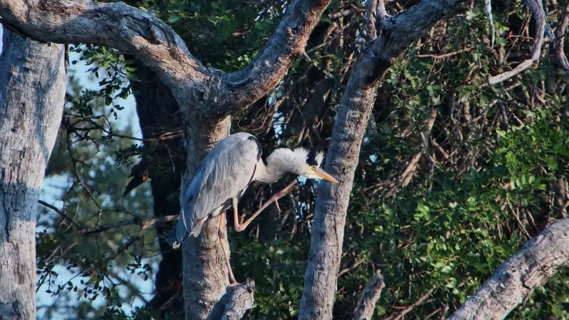 Grey Heron in the Tree