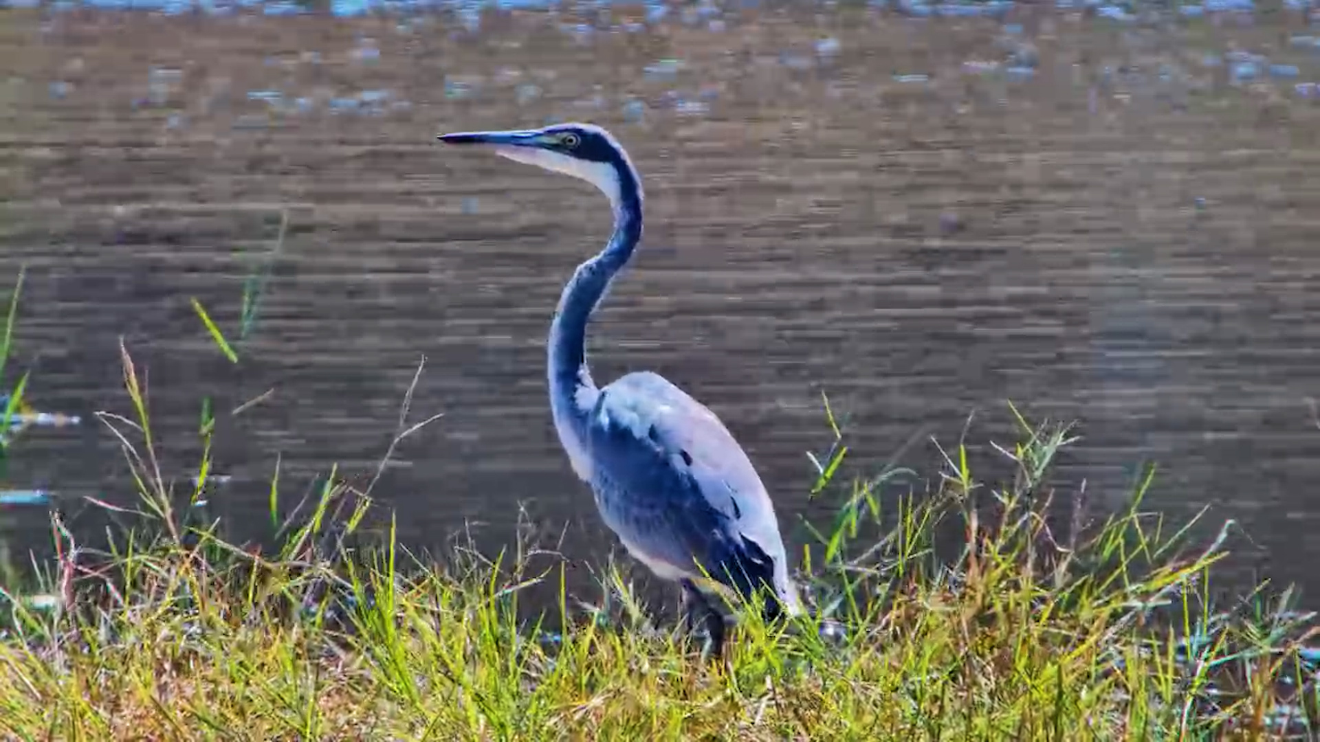 Heron Wiggles for Lunch