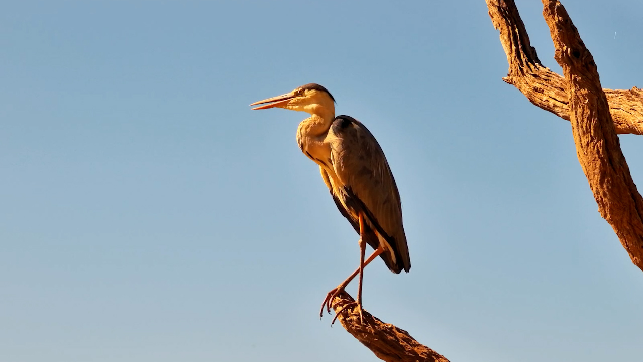 Silent Watcher Above the Waterhole