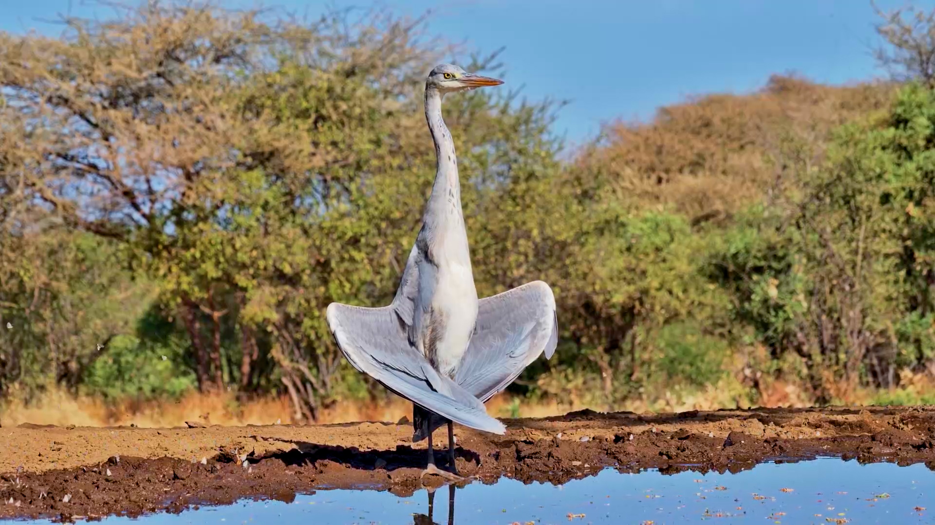 The Bird That Loves to Sunbathe