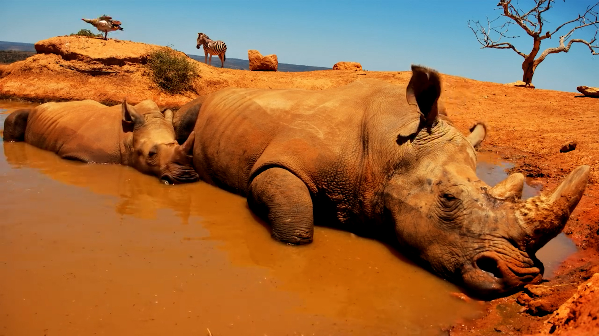Rhino Calf Lies with Mum in the Water