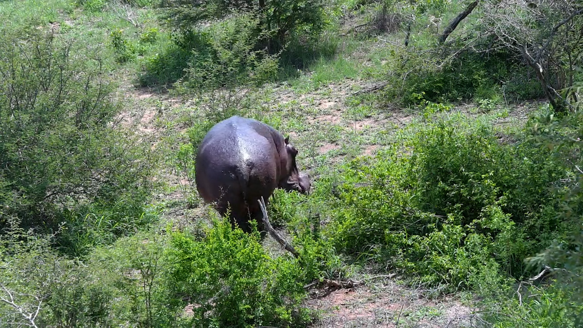 Daytime Grazer: Hippo Feeds at Kruger Shalati