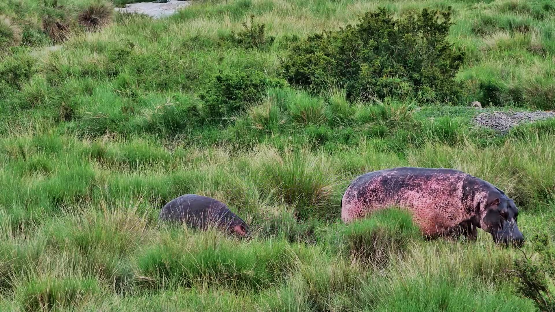 Unusual Pink Hippo