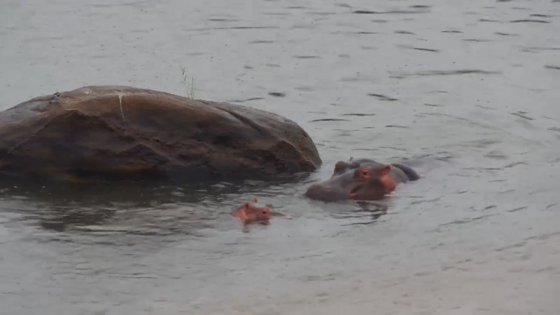 Baby Hippo Shows Off Its Big Jaws to Mum