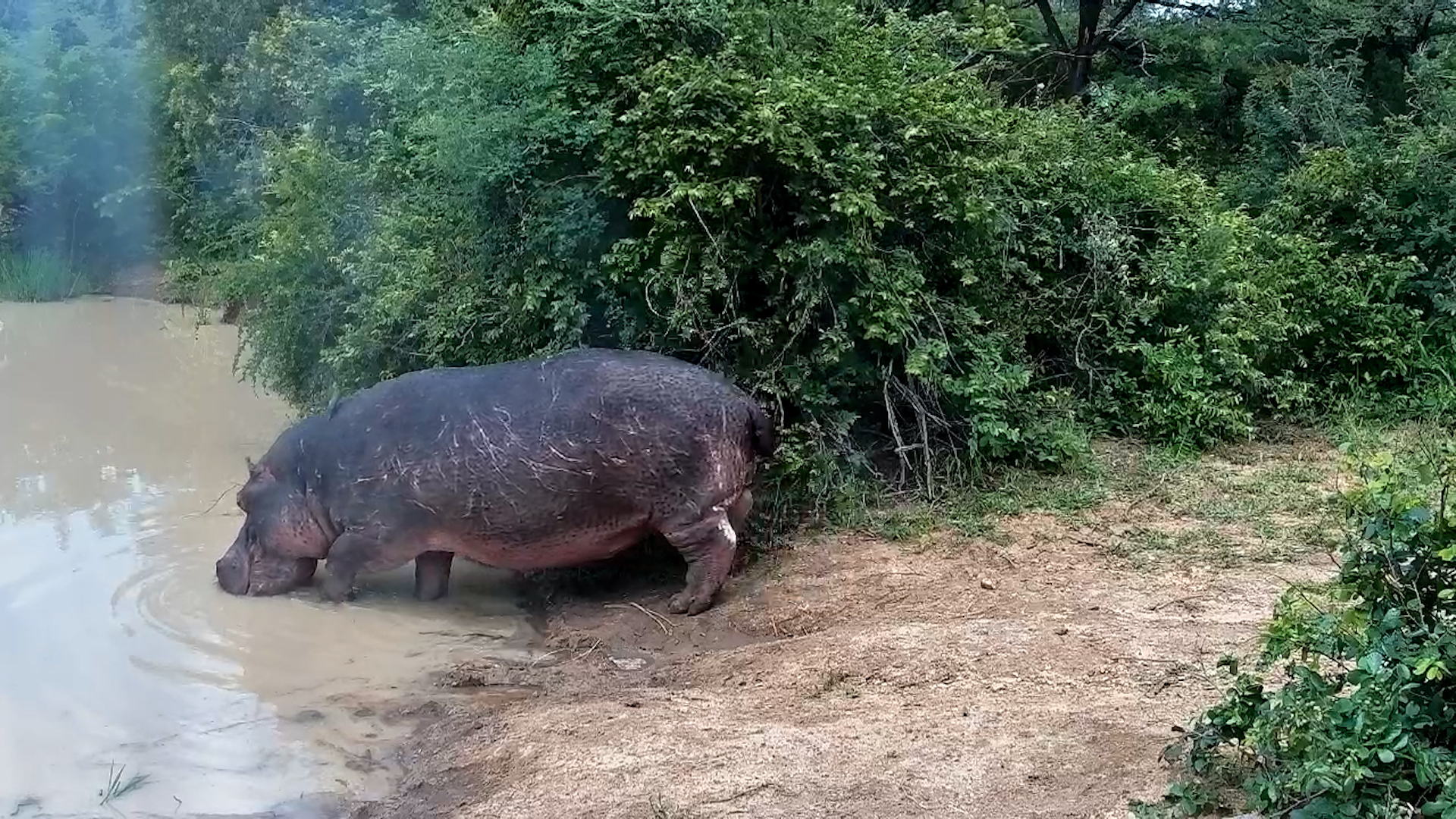 Battle-Scarred Hippo Seeks Relief