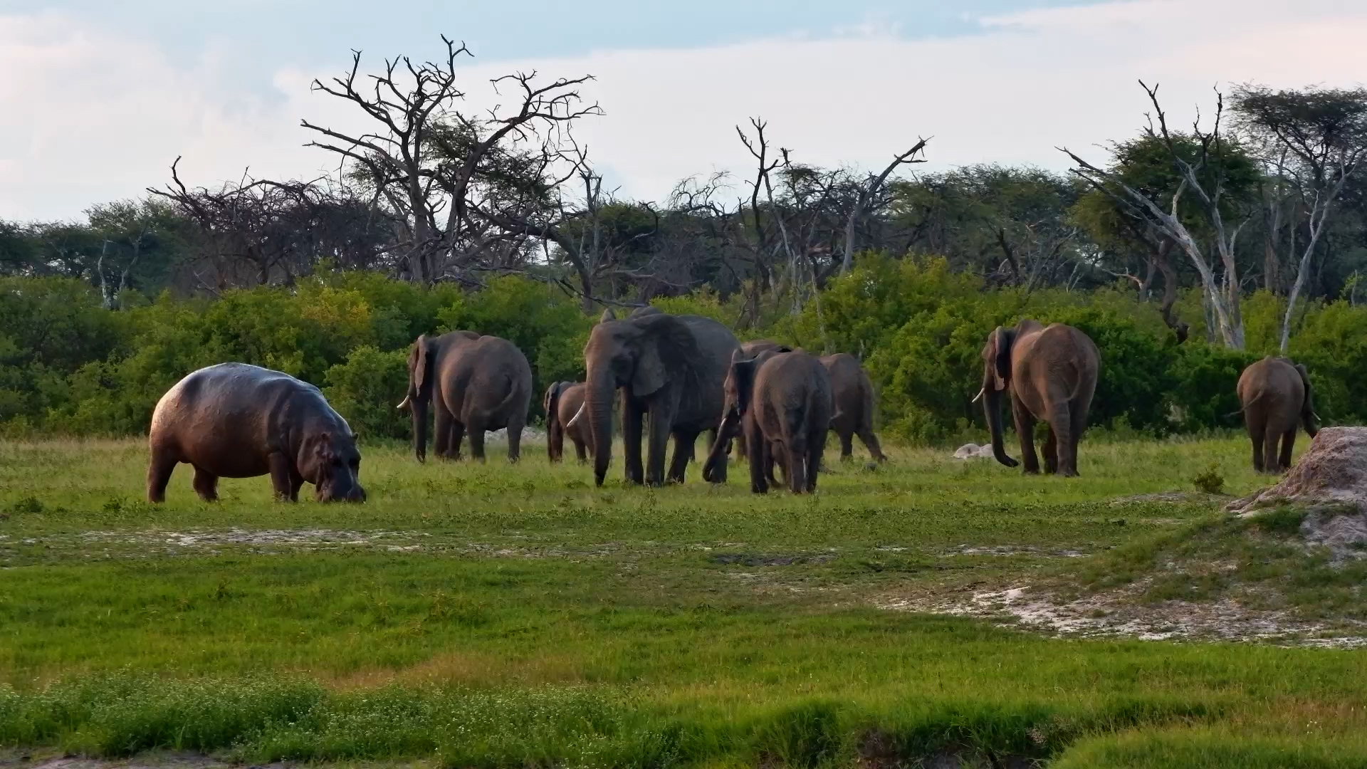 Birds, Elephants & a Moody Hippo