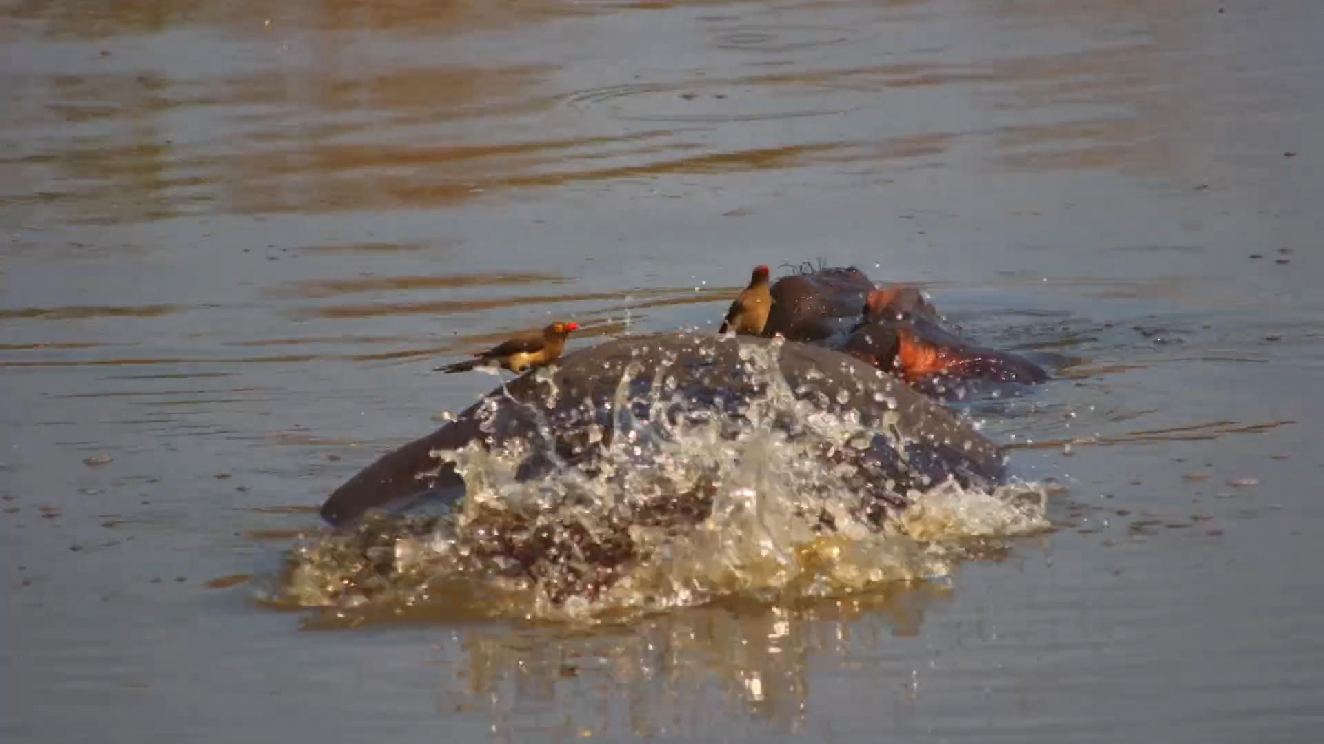 Oxpeckers Get a Surprise When Hippo Passes Gas!