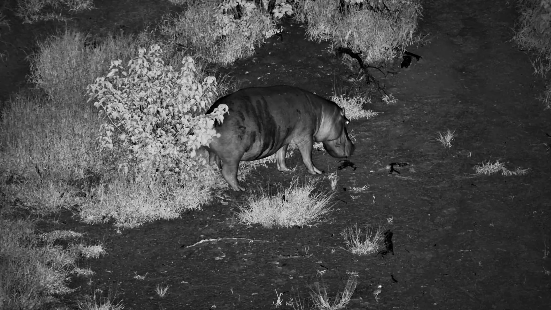Hippo Territorial Behaviour at Night
