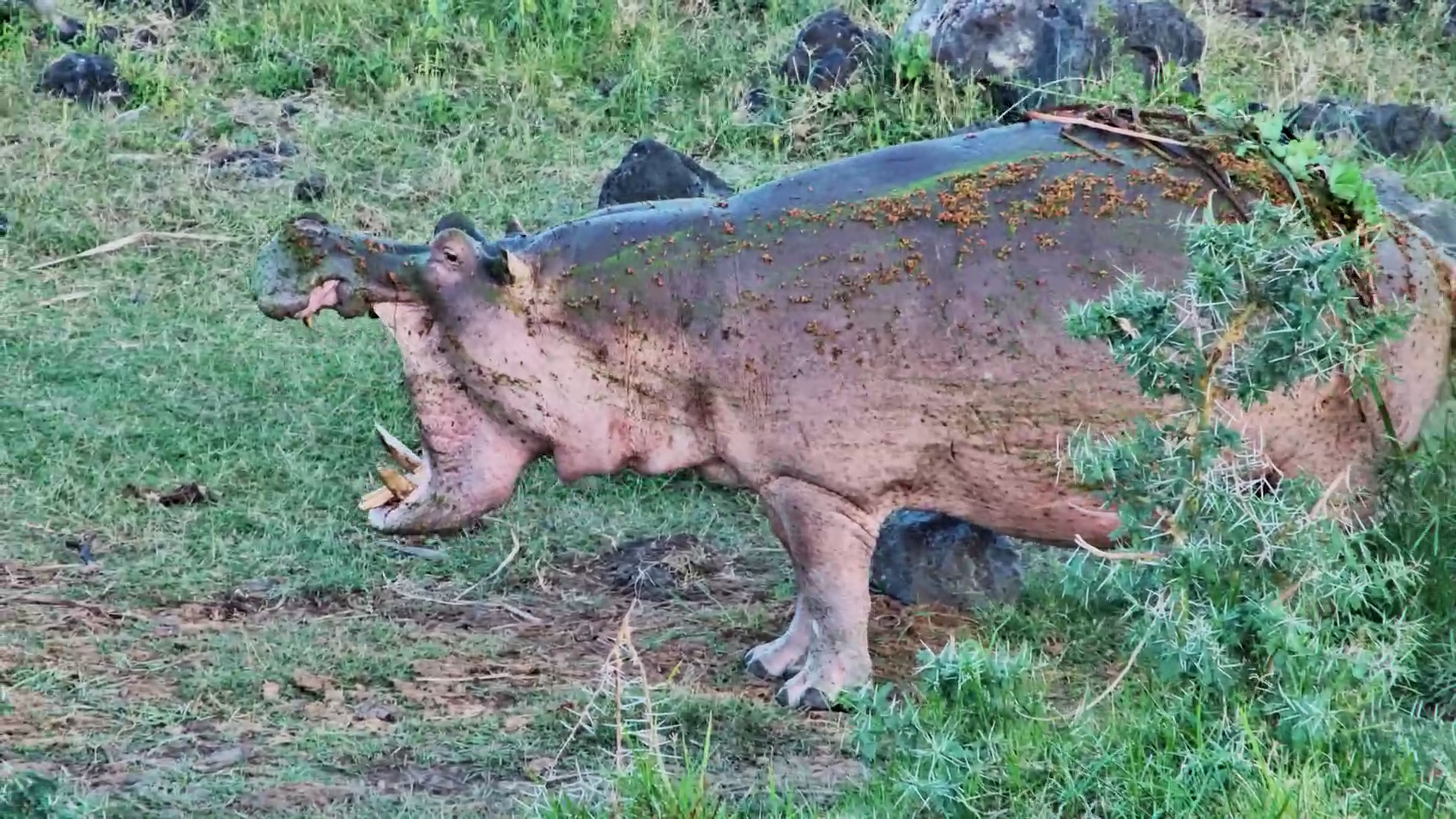 Muddy & Mighty! Hippo Shows Off Its Yellow Teeth
