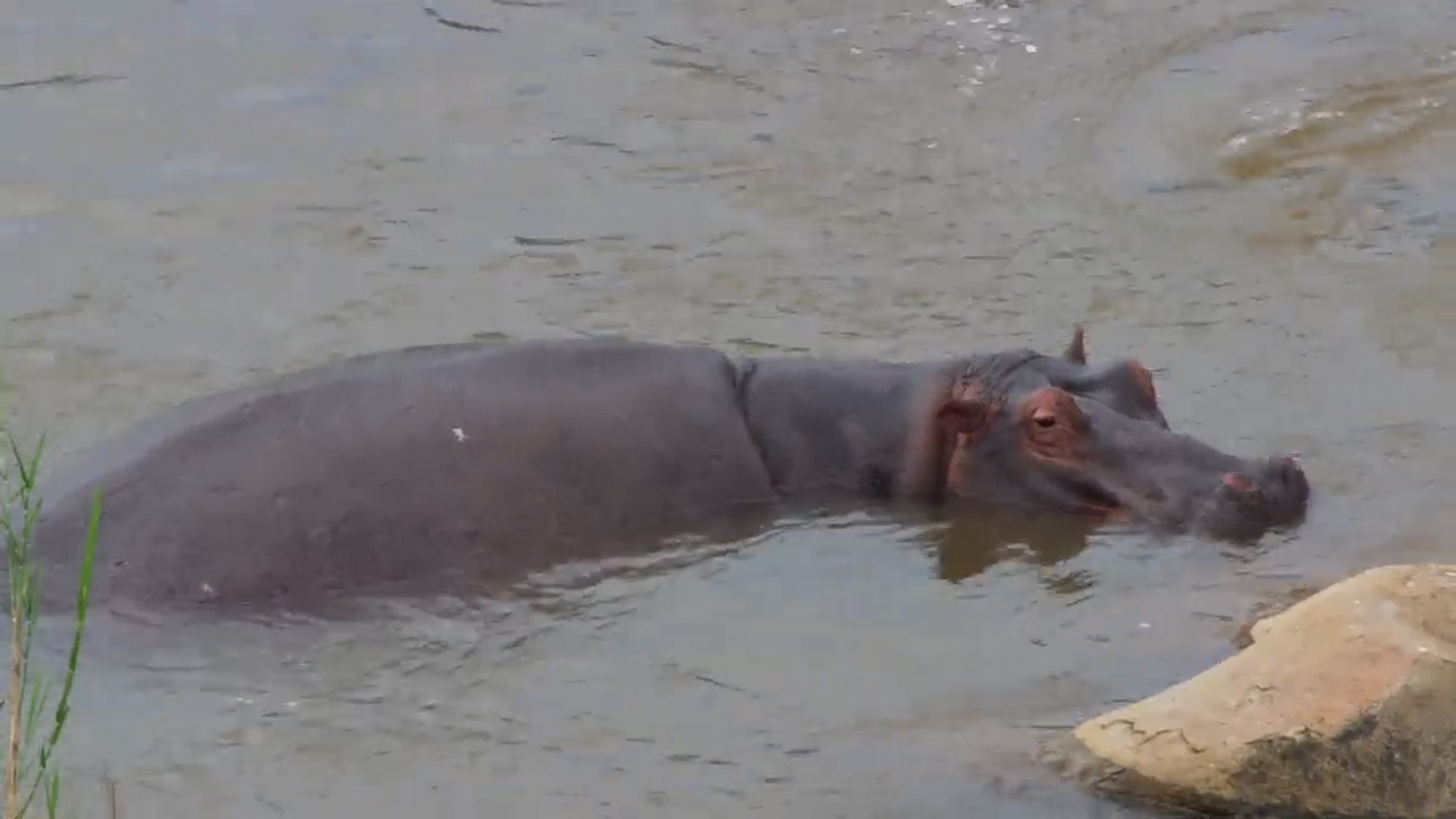 Lazy River Day! Hippo Relaxing in the Sabie