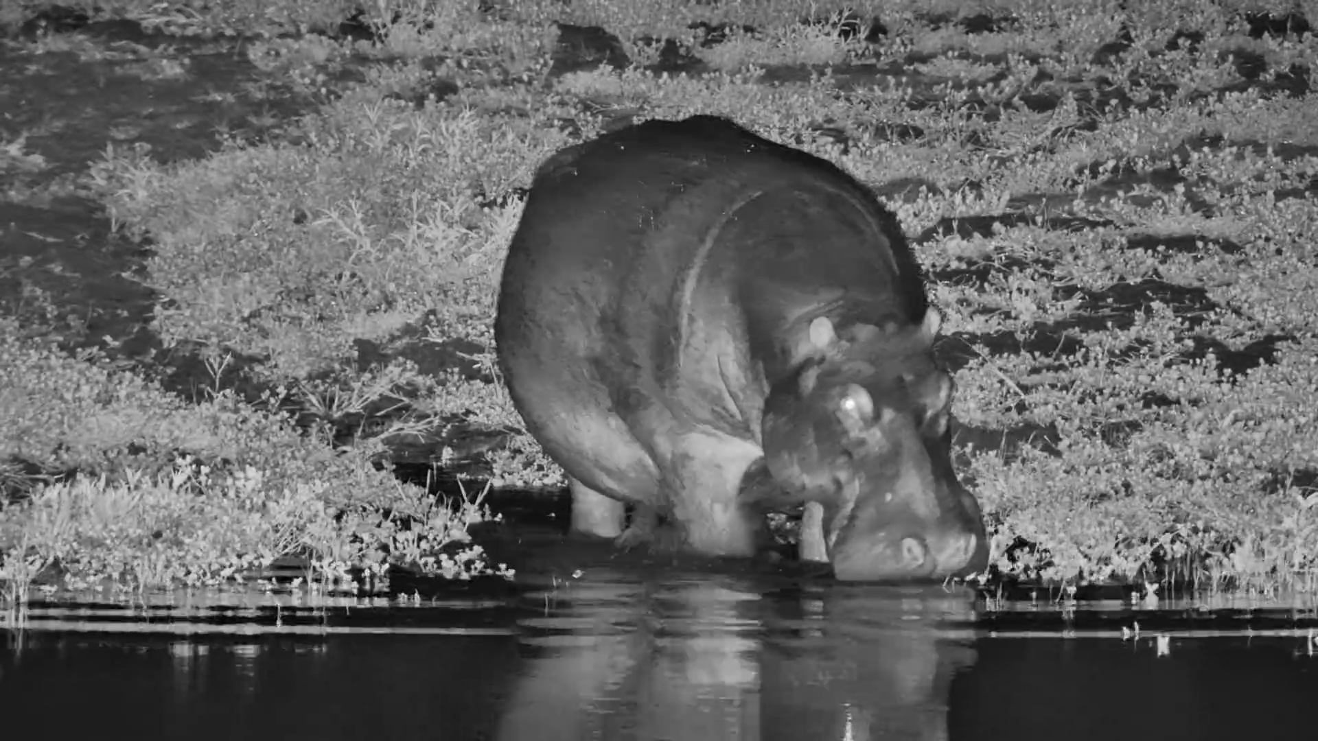 Pregnant Hippo Heads to the Water