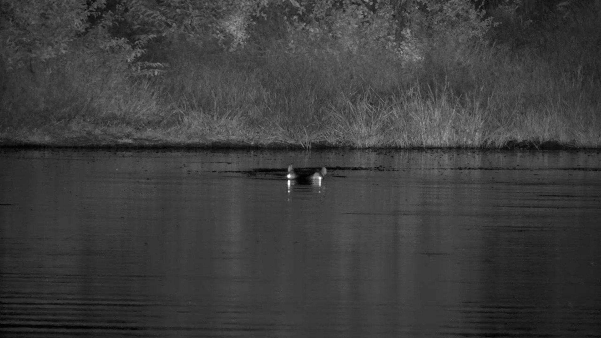 Hippo Plays While the Bush Sleeps