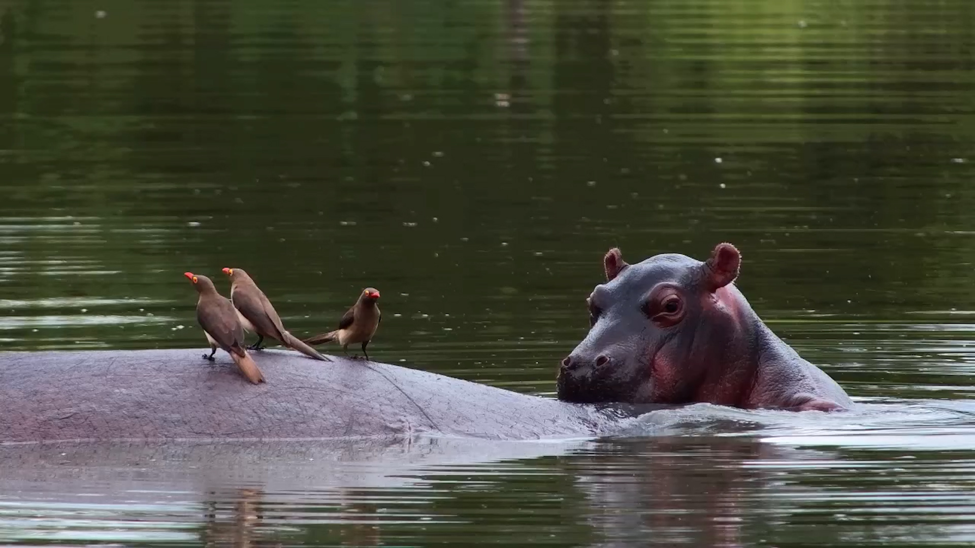 What Are Those?!” Curious Baby Hippo Studies Oxpeckers