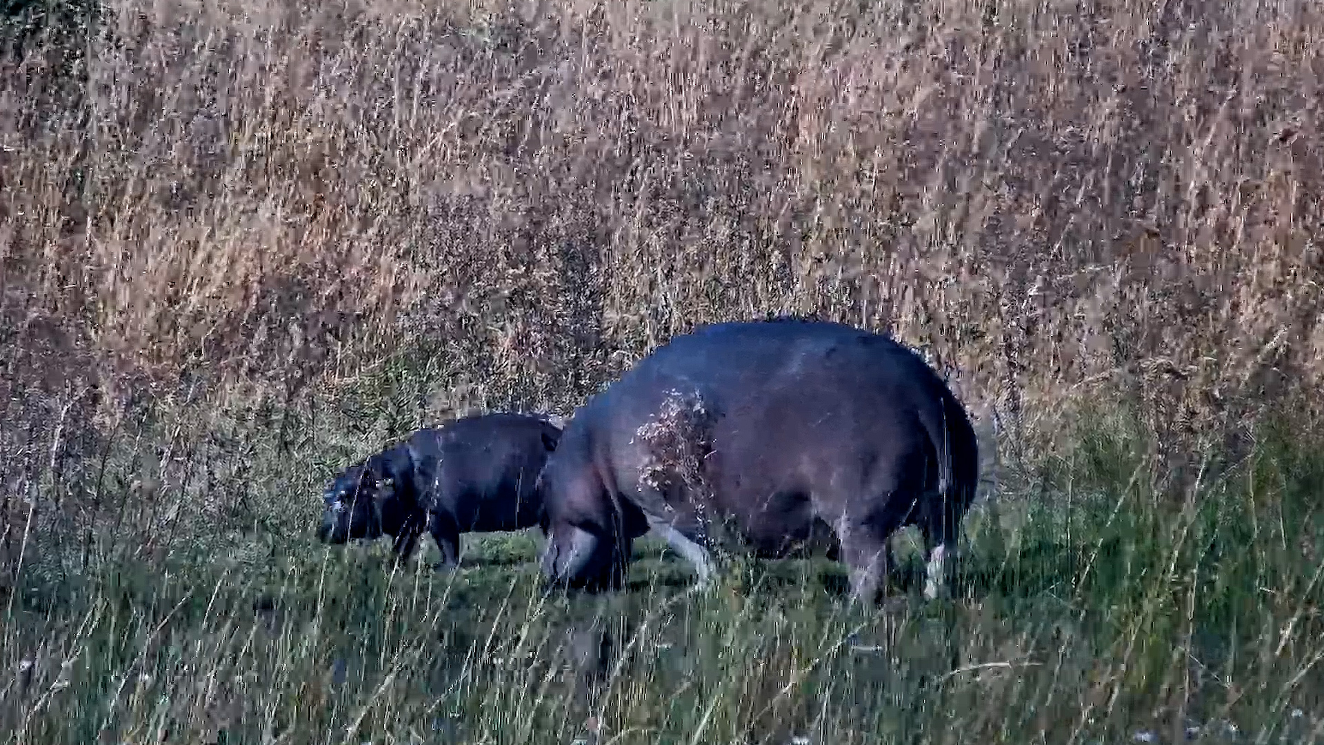 The Cutest Grazers in the Bush