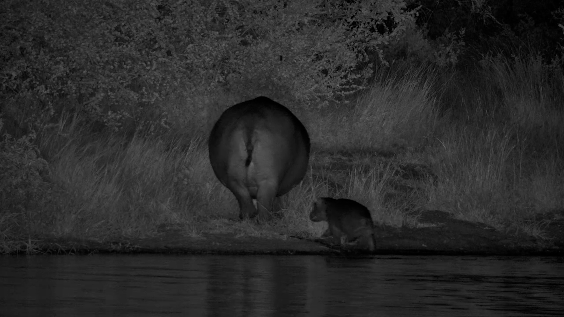 After-Dark Adventures! Hippo Calf Grazes With Mom