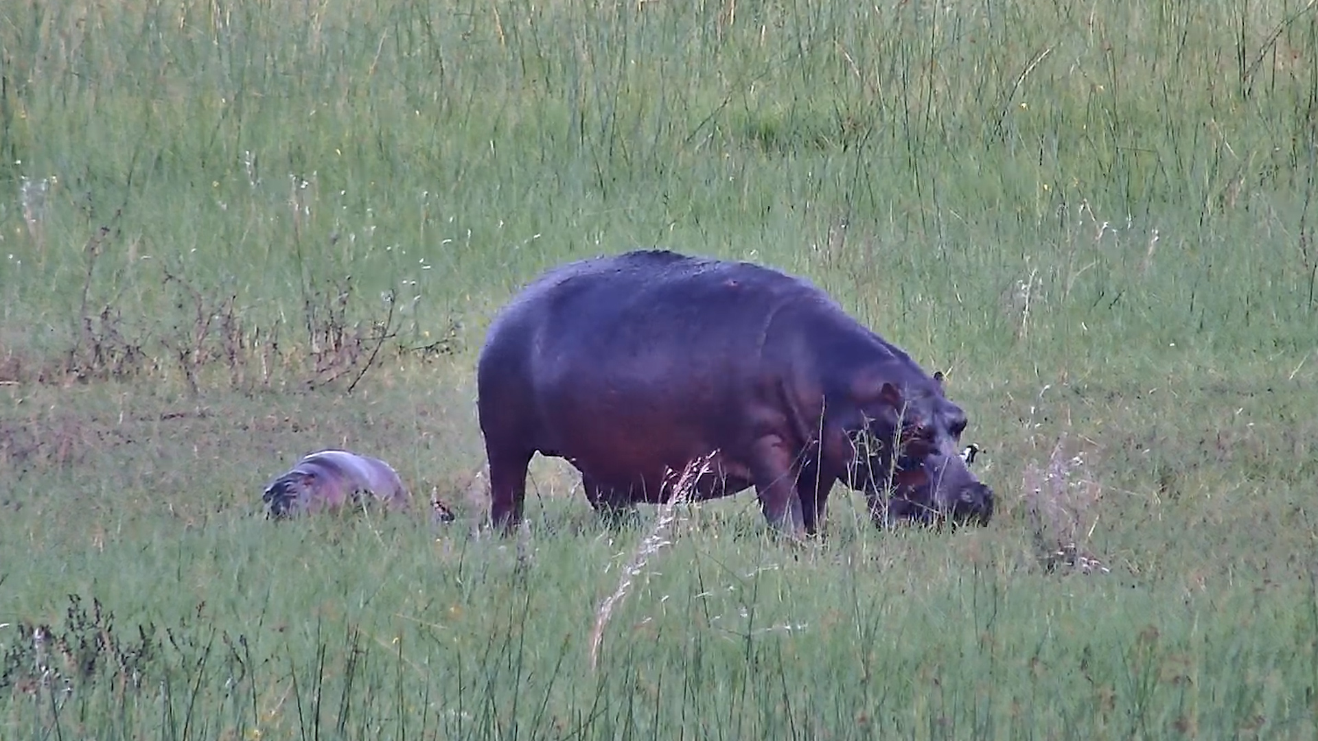 Mom’s Busy, Baby’s Sleeping