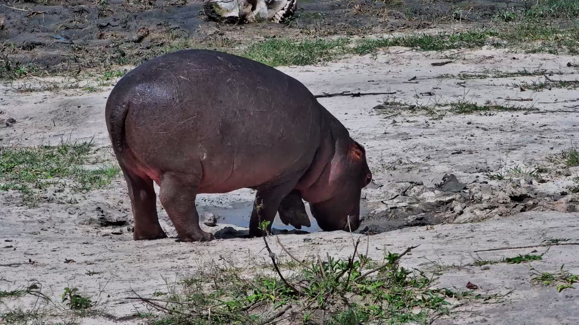 Hippos Step Out for a Midday Munch