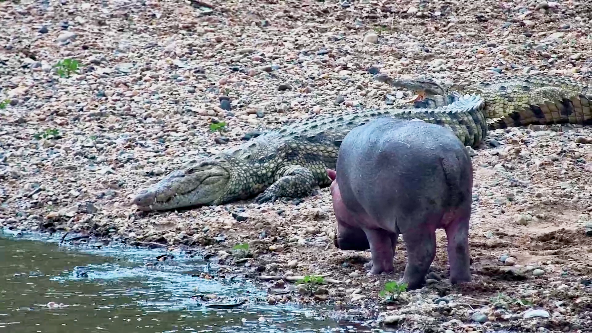 When a Hippo Says MOVE... You Move!
