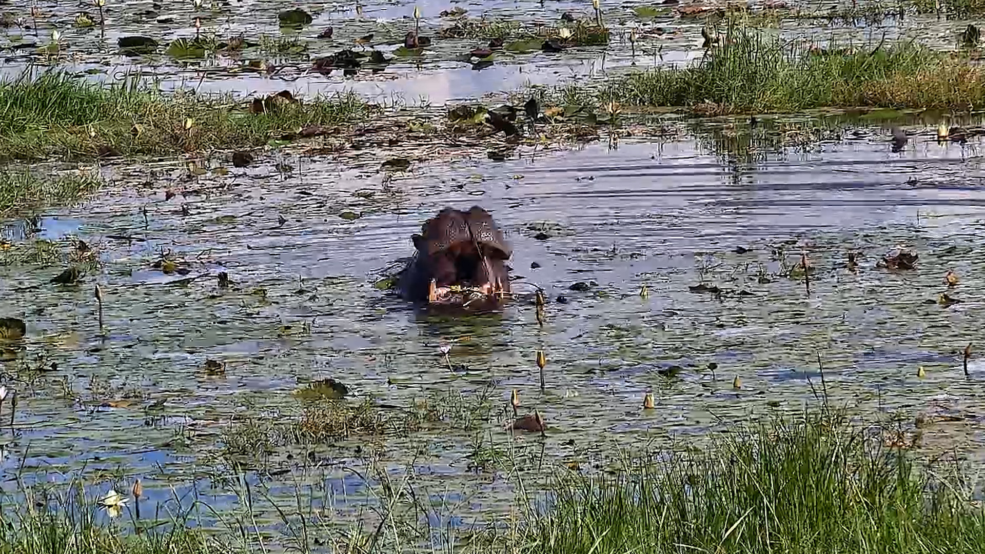 Hippo Chomping in the Water