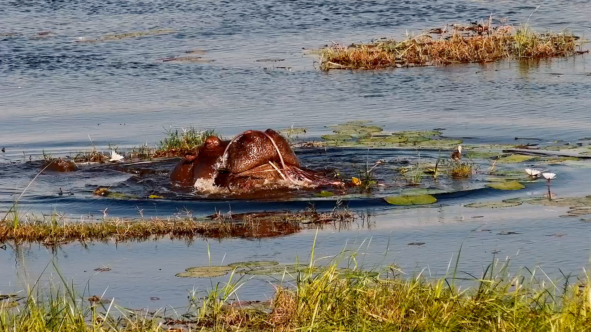 Hippo Snack Time in the Water