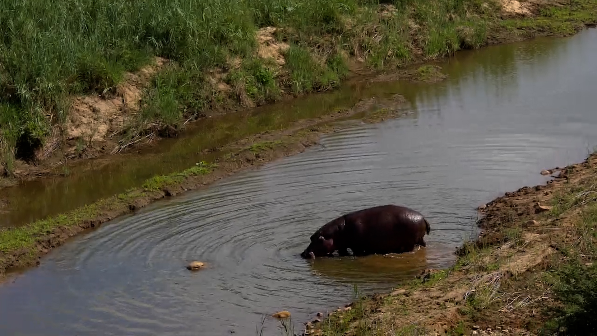 Hippo’s Slow Stroll