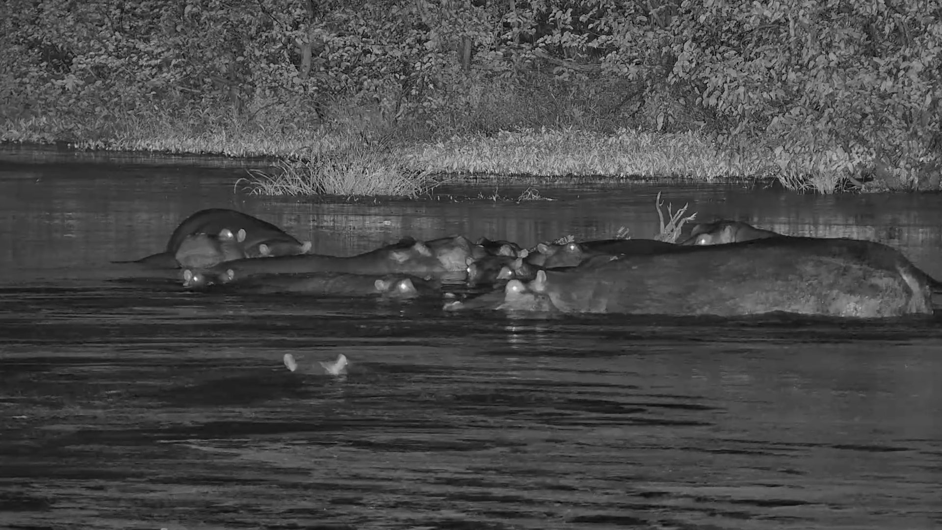 Dozing Giants… and That One Who Won’t Sit Still