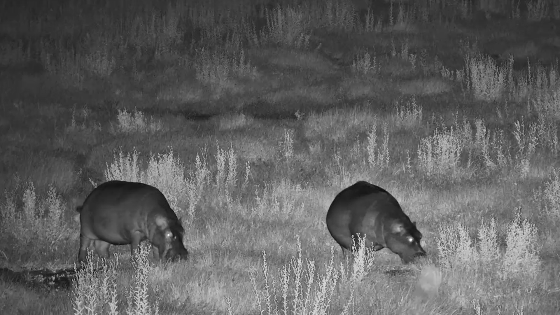 Hippo Duo Grazing at Night