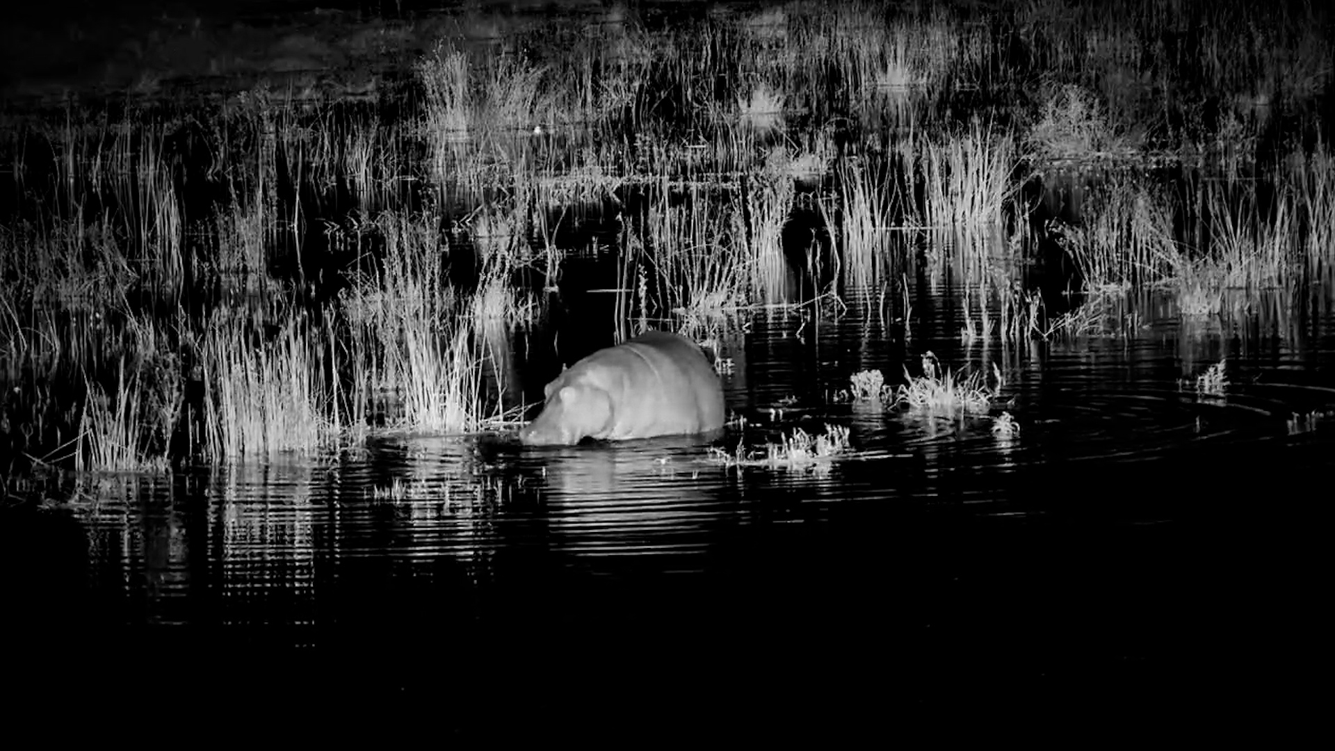Hippo Slowly Disappeared Under the Water