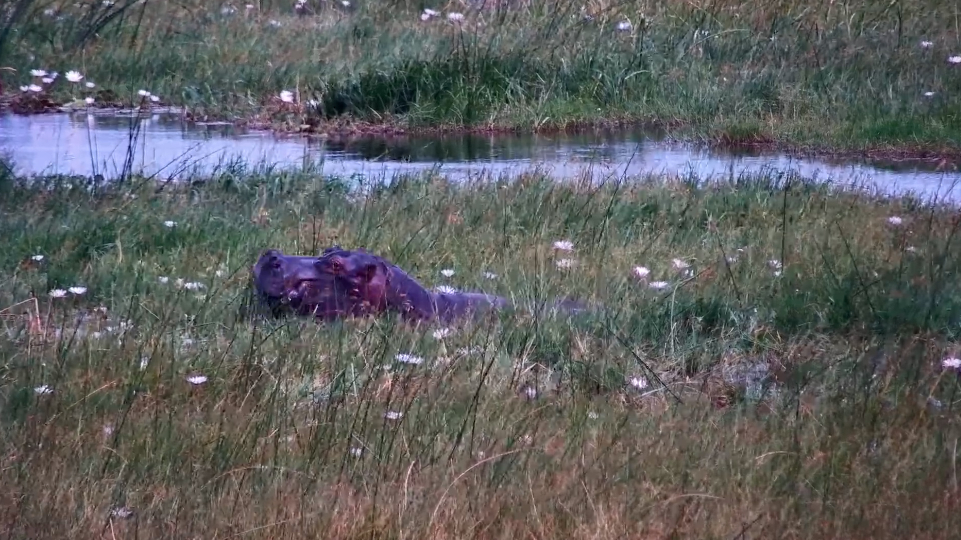 Just a Head in the Water